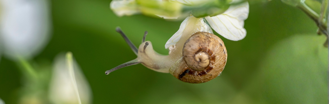 Escargot dans un parc