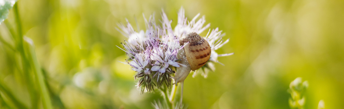 Escargot sur une plante