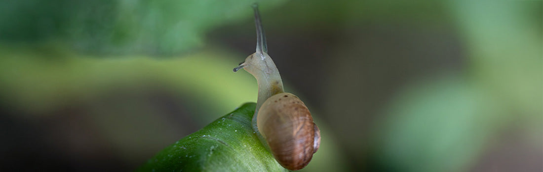 Escargot : découvrez les bienfaits de sa bave