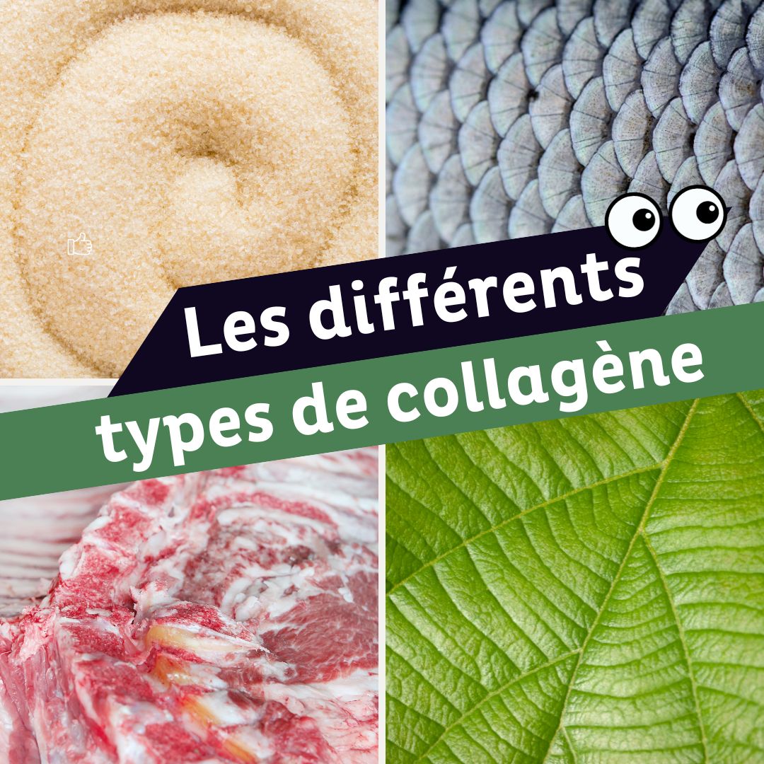 les différents types de collagène